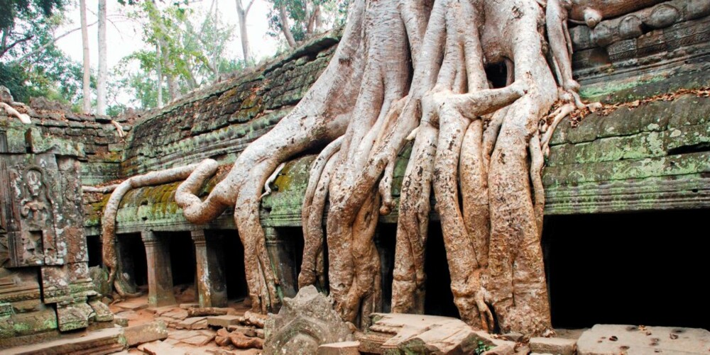 RØTTER: Det er enorme røtter som dekker templene i jungelen.