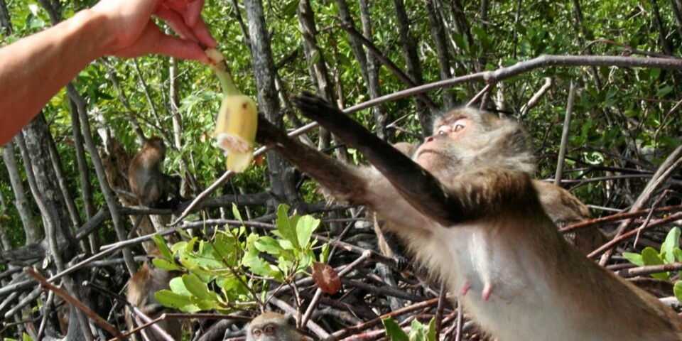 MONKEY BUSINESS: Ville aper i mangrovene - et høydepunkt under safarien på Koh Lanta.