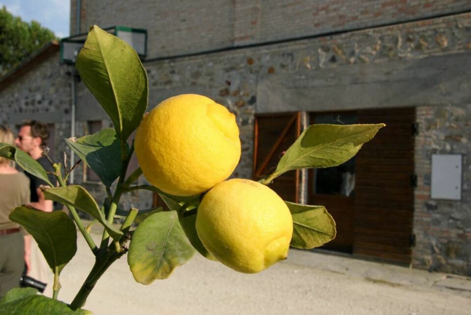 SMAK: Honning, frukter fra trærne, vilt fra skogen og grønnsaker fra hagen. Det smaker himmelsk.