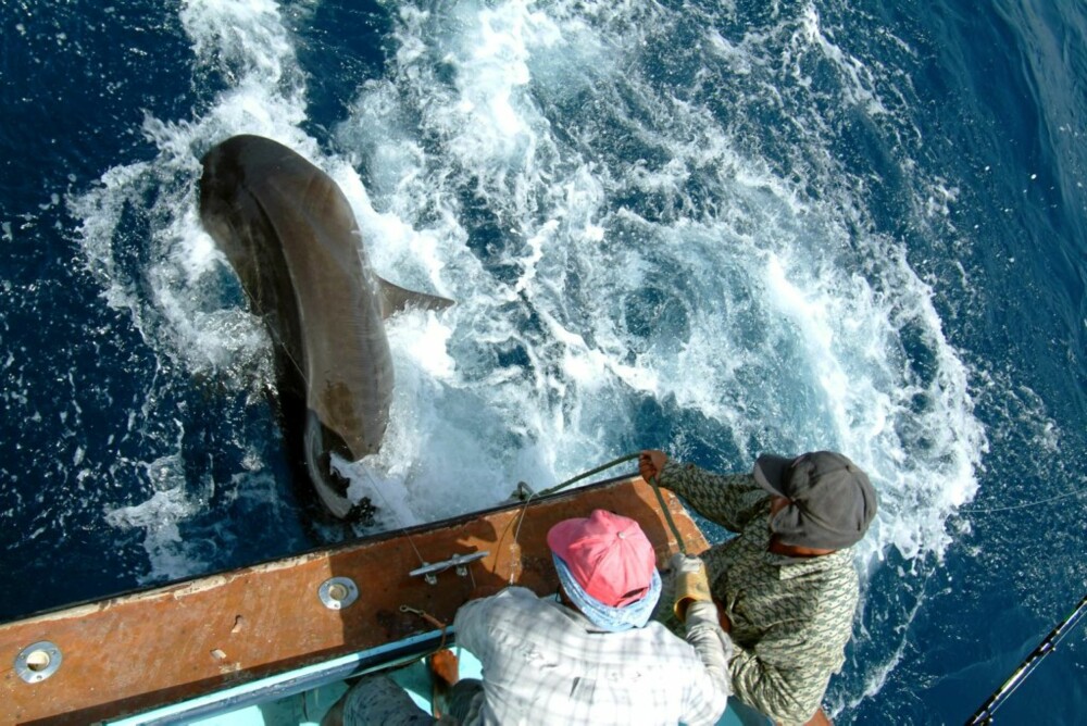 TØFFE TAK: Å holde en tigerhai på rundt 1000 pund rolig, er ingen spøk. Bare sekunder etter at dette bildet ble tatt, klarte haien å ryke en 1000-punds stålfortom.