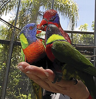 PAPEGØYE: Det er gøy å hilse på de fargerike papegøyene.