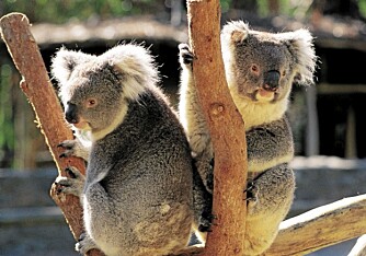 Slike søte små koalabjørner kan vente seg enda flere besøkende som vil se på dem, etter storfilmen "Australia".