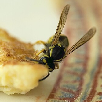 MÅTTE DELE: Gjestene måte dele frokostbord med både bier og fugler.