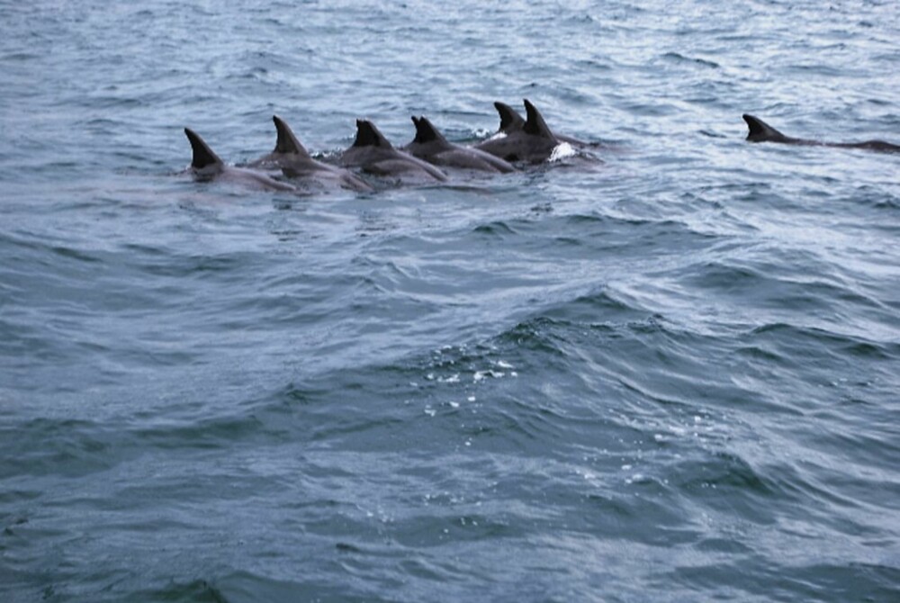 FINNER I VANNET: Er det hai eller delfiner?