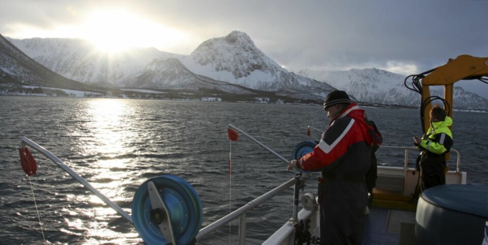 JUKSEFISKE: Noe fisk fikk vi, men ingen skrei.