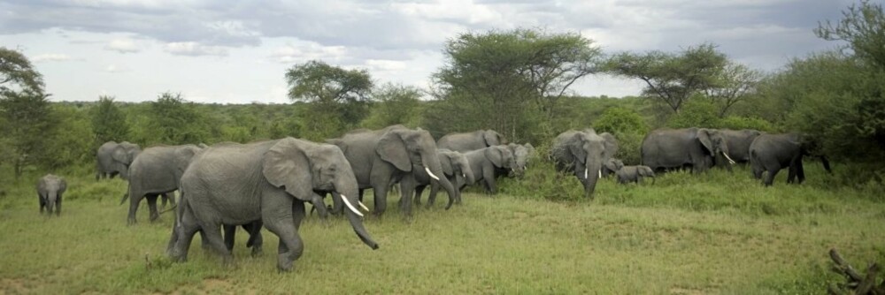 ELEFANTER: Serengeti og Ngorongoro har et rikt dyreliv, blant annet masse elefanter.