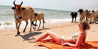 THAILAND: En dag på stranden er slettes ikke kjedelig.