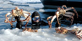 HELT KONGE: Det bugner av kongekrabber - delikasser - under isen i Kirkenes.