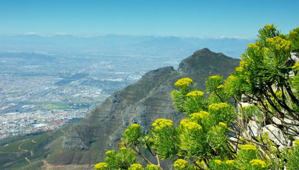 TABLE MOUNTAIN: Utsikten fra det 1086 meter høye byfjellet Table Mountain (Taffelfjellet) bør du ikke gå glipp av i Cape Town.