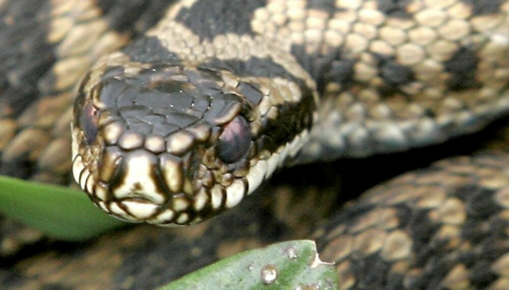 STADIG FLERE: Undersøkelser viser at det blir stadig flere giftige slanger i verden.