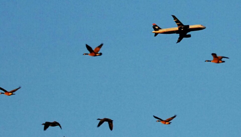 FUGL OG FLY: Canadagjess i luften samtidig som et fly fra US Airwas tar av. Et fly fra samme flyselskap måtte i januar nødlande i Hudson-elven etter en kollisjon med fugler.