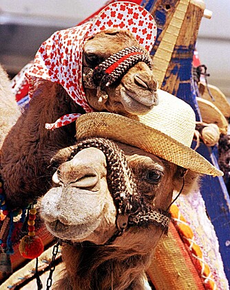 VARMT: Det kan bli svært varmt i Tyrkia i juli, oppimot 40 grader er vanlig midt på dagen. Her har to kameler blitt beskyttet mot solen av eieren sin.
