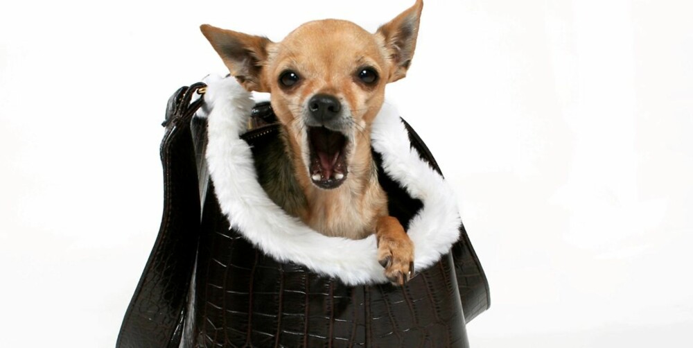 UTSLITT: Er hunden din sliten, er en luksusferie i California absolutt å anbefale.