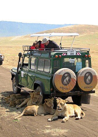 NÆRKONTAKT: Løvene er overhode ikke redd for mennesker. De utnytter gjerne skyggen safarifarkostene gir dem ¿ slik som denne løvefamilen i Ngorongoro krateret.