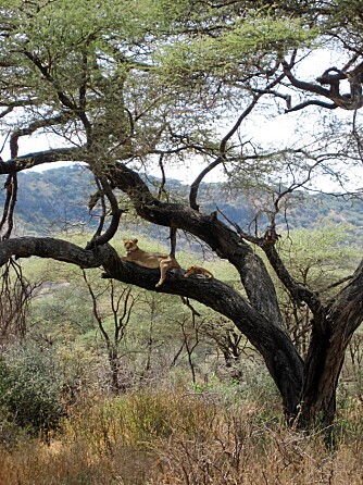 TRE-LØVER: I Manyara nasjonalpark kan du, hvis du har veeeeeeldig flaks, se klatrende løver. Vi hadde veldig flaks og fant en løvinne med en søt, søvnig unge.