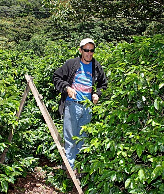 KAFFEPLANTASJE: Guiden Mario Serracin på kaffefarmen Esperansa, som produserer økologisk kaffe av topp kvalitet.