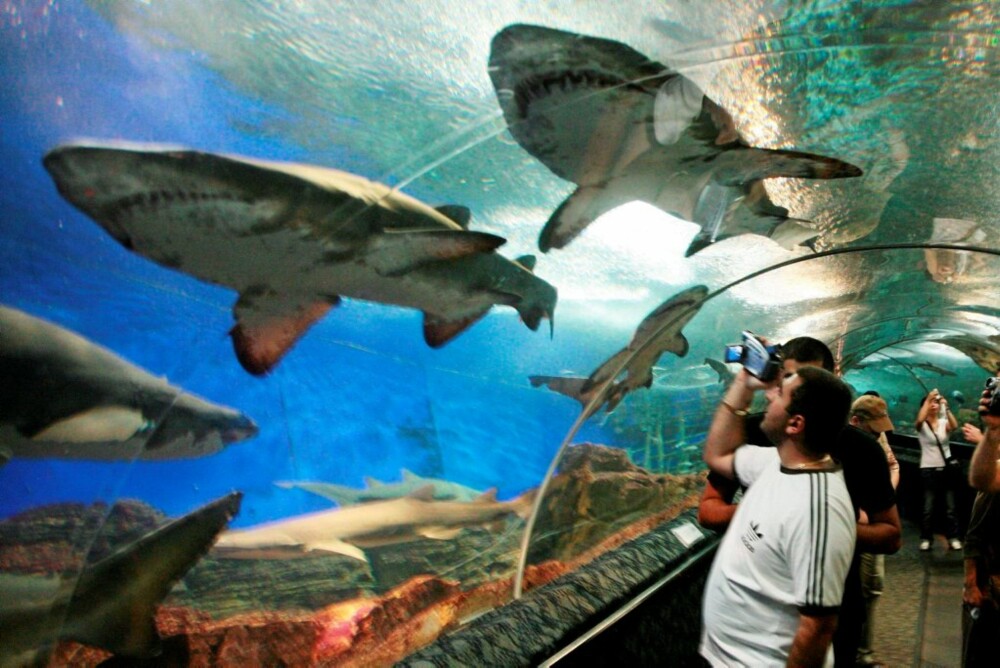 SPISSE TENNER: Akvariet på Sentosa-øya i Singapore er ikke et sted for de skvetne. Den lange korridoren som utgjør akvariets høyepunkt er full av enorme haier som svømmer på en armlengdes avstand fra tilskuerne.