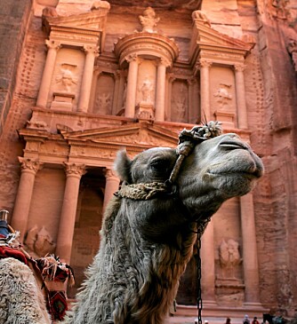 ET NYTT UNDERVERK: Byen Petra har blitt kåret til et av verdens sju nye underverker i en uoffisiell kåring. Denne kamelen står foran det kjente kammeret Al Khazneh.