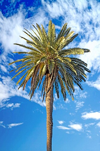 PALME: Palmer finnes det flust av på Kretas palmestrand Vai.