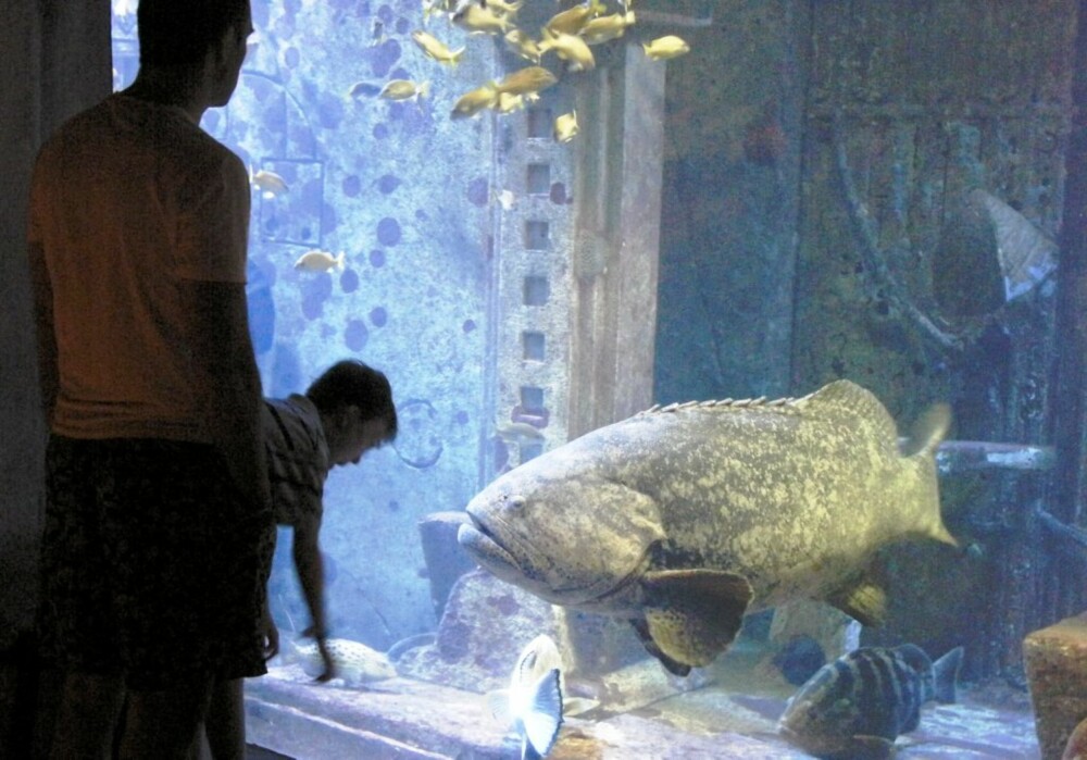 AKVARIUM: Hotellets underetasje finner du et enormt akvarium på 136 mål som teller over 50 000 levende vesener.