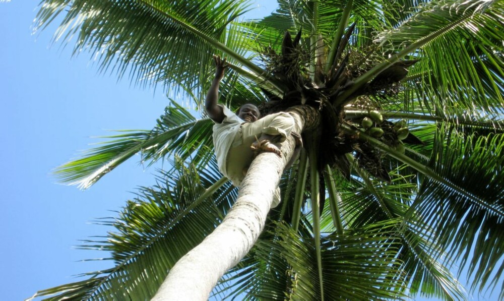 FARLIG JOBB: Plukking av kokosnøtter er ikke en jobb for pyser. Plukkerne klatrer opp med en rem rundt  føttene som eneste hjelpemiddel