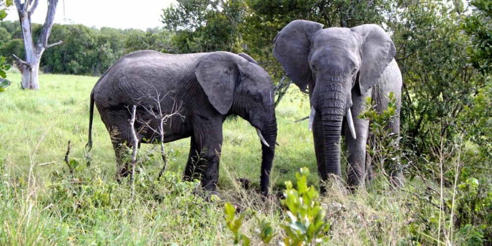 BARE NOEN METER: Det er ikke mange meterne som skiller turistene og attraksjonen - i dette tilfellet to elefanter.