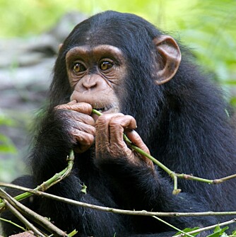 SJIMPANSEPARK: Sweetwater har også en egen sjimpansepark som gir sjimpanser et liv i sikkerhet.