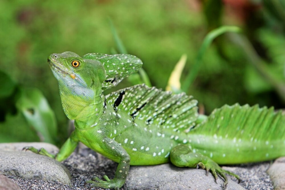 SLAPPER AV: Iguanene lever - i likhet med mange andre på Costa Rica - et rolig liv.