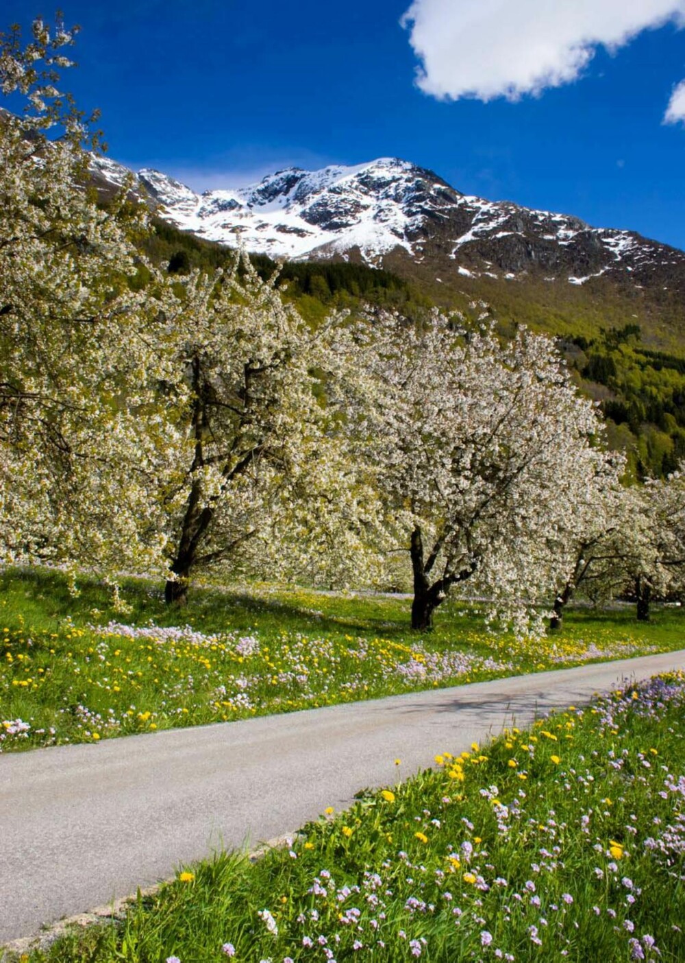 MØT LOKALBEFOLKNINGEN: En ny trend blant mange turister at de vil vite mer om dem som bor her i Hardanger.