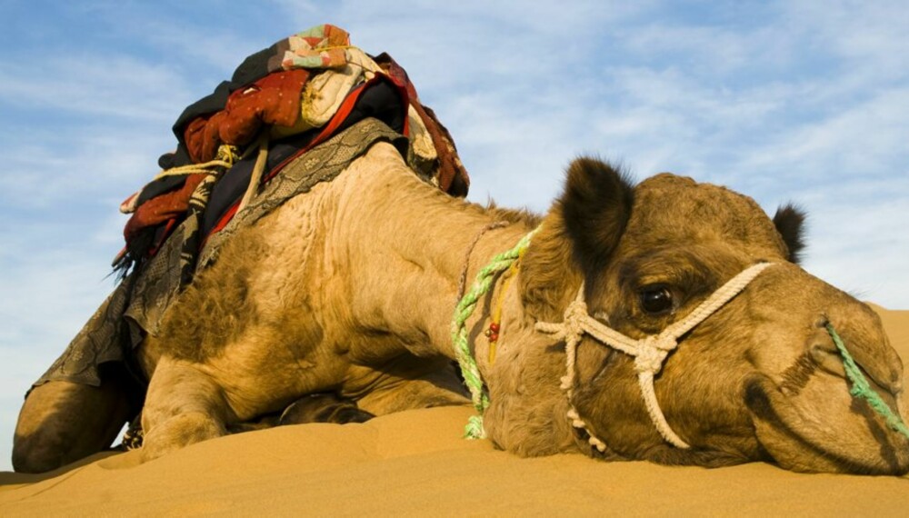 NYE RUTER: Kameler kan du se - både på Lanzarote og i Sharm el Sheikh - som er Norwegians to nyeste destinasjoner.
