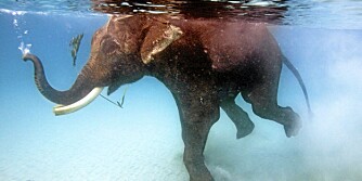 MITT BESTE BAD: Et par timer i vannet med elefanten Rajes var en helt spesiell opplevelse. Det skjedde på Andamanøyene.