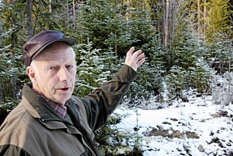 BJØRN: Arne Stensrud viser hvor det sannsynligvis ligger en bjørn i hi et stykke inn i skogen.