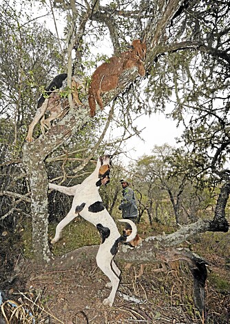 TØFFE HUNDER: Hundene jager karakalen opp i trærne, og klatrer etter.