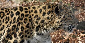 STOR KATT: Amurleoparden stilte opp for Vi Menns kameralinser.