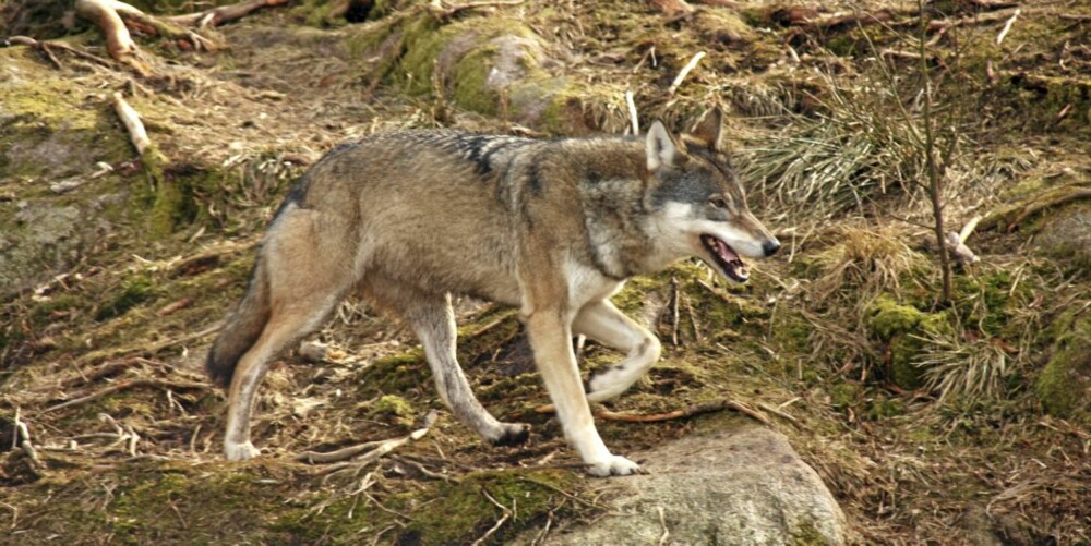 ROP PÅ ULVEN: Du kan både på rope på og spise med ulver på Nordens Ark...