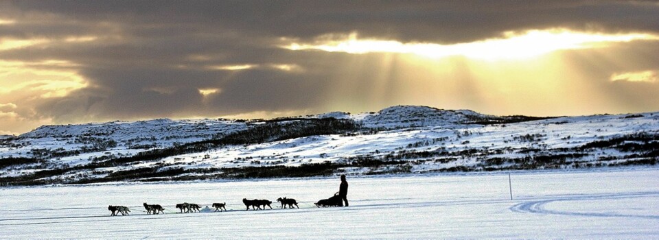 TREKKHUNDER: Rekordmange hunder og hundekjørere deltar i årets Finnmarksløp.