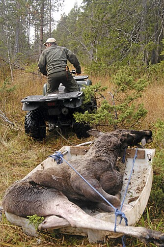 UT AV SKOGEN: 36 000 elg ble fraktet ut av norske skoger under elgjakta i fjor.