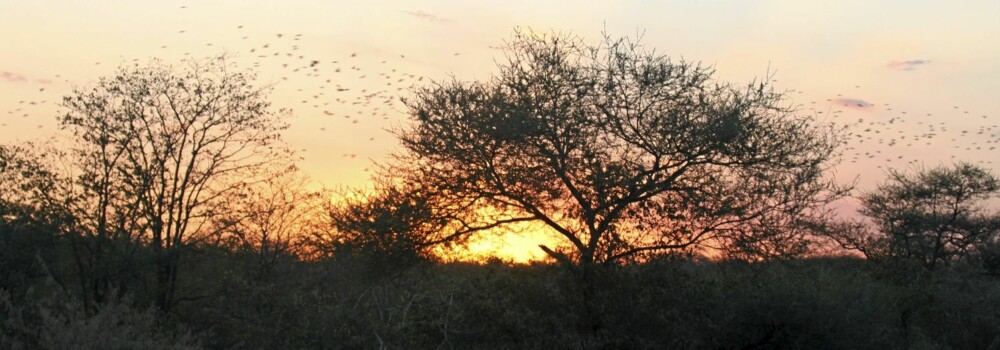 AFRIKAFEBER: Solnedganger som denne gir næring til langt fremskreden Afrikafeber!