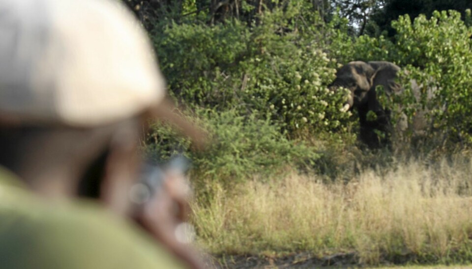 DET STØRSTE: Elefant er det største afrikanske viltet - og den store drømmen for mange som virkelig er angrepet av Afrikafeber.