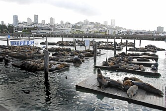 FISHERMAN`S WHARF: Seler har vært en turistmagnet på Pier 39 San Francisco i 20 år.