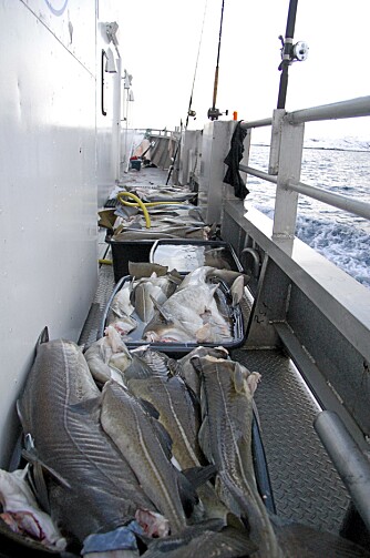 TO TONN TORSK: Vi Menns fisketeam fikk to tonn torsk på fem timer.