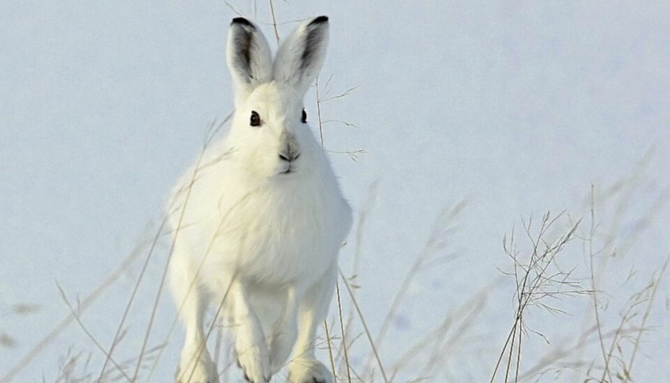 Ett av Ketil Olsens to gullbilder; 'Hare'.