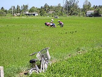 RISMARKER: Mekong-deltaet kalles Østens hage og Vietnams risbolle.