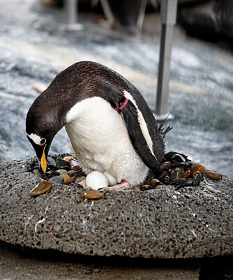Ruging er en alvorlig oppgave for pingvinene. Far og mor bytter på å ta sin tørn på eggene.