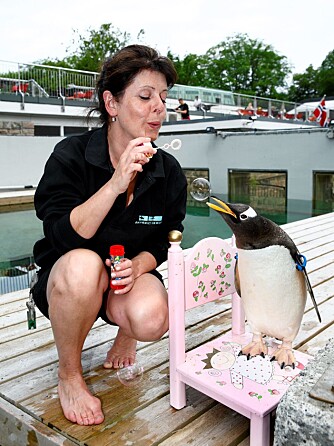 PINGSESSE: Pingri Alexandra II er  den mest nysgjerrige i pingvinflokken. Dyrepasser Irene Beyer lærer henne å hoppe opp på en prinsessestol og fange såpebobler.