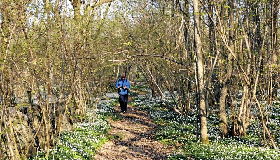 HVITVEISTEPPE: I slutten av april og begynnelsen av mai blomstrer hvitveisen på Jomfruland.