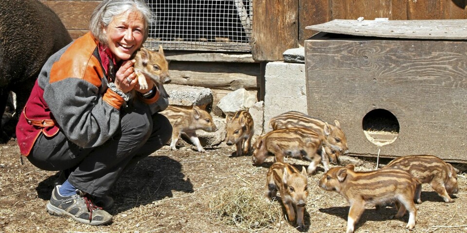 GRISEKOS: Villsvinet Vilde fikk ni små grisunger i sommer, og her har vi samlet alle på ett bilde - selv om to av dem klarte å skjule seg ganske bra bak sine søsken.