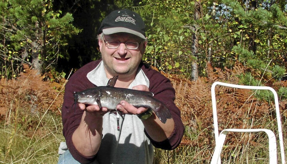 Dvergmalle (Ameiurus nebulosus)