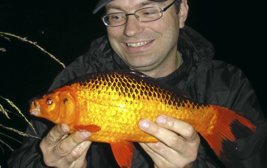 Gullfisk (Carassius auratus)