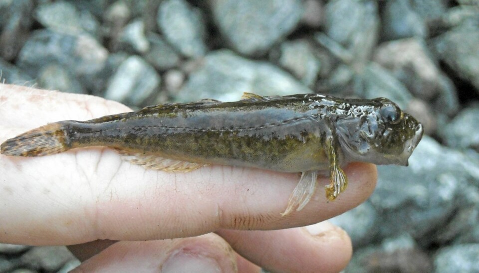 Hvitfinnet steinulke (Cottus gobio)